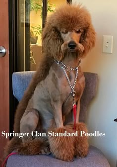 a poodle sitting on top of a blue chair wearing a chain around its neck