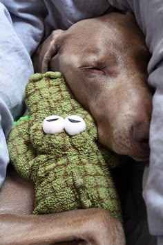 a dog sleeping with its head on a stuffed toy