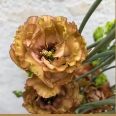 some very pretty yellow flowers with green leaves in the foreground and a white wall behind them