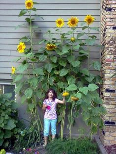 Spending a lot more time at home right now? If you don't already garden, now is a good time to start. Sunflower Garden Ideas, Garden Sunflowers, Preschool Garden, Sunflower Patch, Growing Sunflowers, Giant Sunflower, Garden Goals