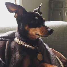 a black and brown dog laying on top of a couch