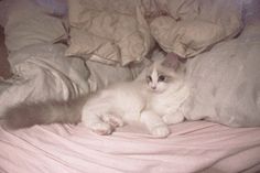 a white cat laying on top of a bed next to pillows