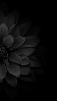 Dahlia, flor, flower, black and white, blanco y negro, naturaleza Dark Phone Wallpapers Iphone, Background Images Dark Aesthetic, Floral Dark Background, Floral Dark Wallpaper, Black Background For Quotes, Black Floral Wallpaper Iphone, Black Flower Wallpaper Iphone, Cute Dark Wallpaper Iphone, Dark Floral Wallpaper Iphone