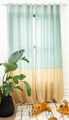 two dogs laying on a rug in front of a window with green curtains and a potted plant