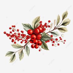 christmas branch isolated on white vector illustration festive plants for greeting designs pine le Winter Plants Illustration, Christmas Illustration Cute, Christmas Floral Illustration, Christmas Illustration Drawing, Christmas Design Graphic Illustration, Christmas Illustration Art, Noel Illustration, Cute Christmas Illustration, Poinsettia Art