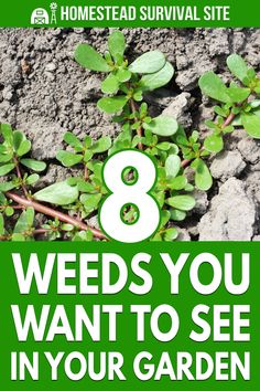 the 8 weeds you want to see in your garden are on this cover for homested survival site