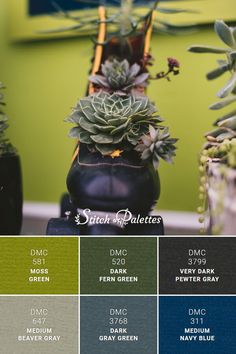 there are many different types of succulents in pots