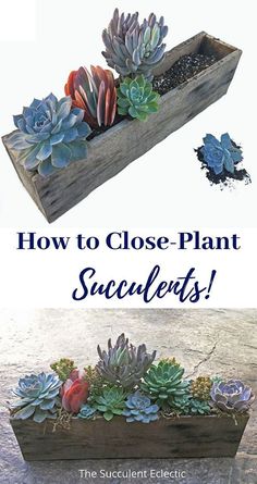 how to close plant succulents in a wooden box with text overlay