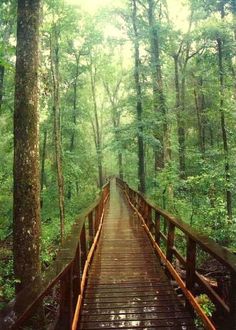 a wooden bridge in the middle of a forest with lots of trees on both sides