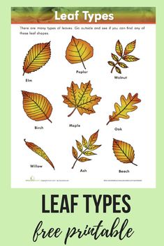 leaf types printable worksheet for kids to learn how to use leaves in the classroom