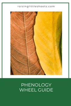 two leaves with the words phenology wheel guide