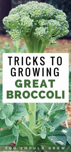 a broccoli plant with the words tricks to growing great broccoli on it