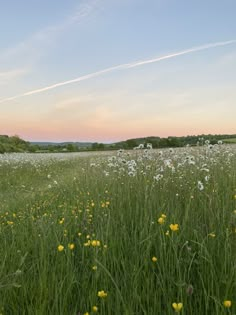 a field full of wildflowers and grass under a blue sky with some clouds