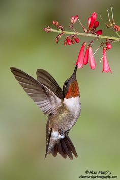 Hummingbird Feeder Diy, Diy Hummingbird Food, Hummingbird Food Recipe, Homemade Hummingbird Feeder, Homemade Hummingbird Food, Hummingbird Nectar Recipe, Hummingbird Migration, Diy Hummingbird Feeder, Birds Photos