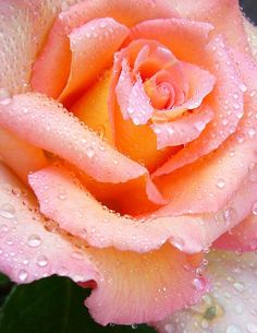 an orange rose with water droplets on it