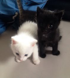 two black and white kittens standing next to each other