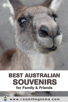 an animal with the words best australian souvenirs for family and friends on it