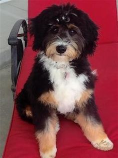 a small black and brown dog sitting on top of a red chair