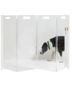 a black and white dog standing in front of a mirror with its reflection on it