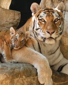 a mother tiger and her cub resting in the sun