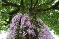 purple flowers growing on the side of a tree