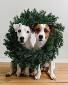 two dogs are sitting in a wreath on the floor