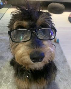 a dog wearing glasses sitting on the floor