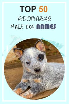 the top 50 most adorable male dog names in the world, including australian cattle dogs