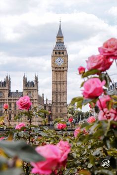 the big ben clock tower towering over the city of london with pink roses in foreground