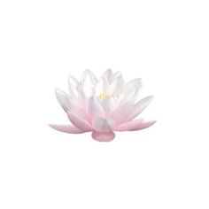 a white and pink water lily floating on top of a body of water in front of a white background