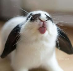 a black and white rabbit sticking its tongue out