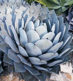 a large blue plant in the middle of some plants