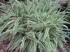 a close up of a plant in a flower pot