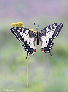 a black and white butterfly sitting on top of a yellow flower