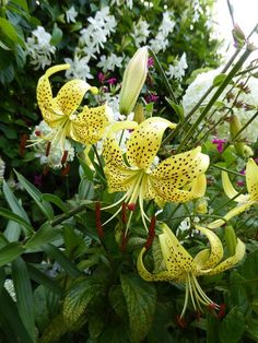 yellow and white flowers are growing in the garden