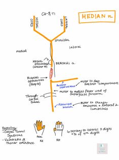 a whiteboard drawing shows the location of medians and their corresponding locations in which they are located