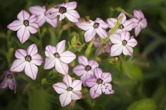 small pink flowers with green leaves in the background