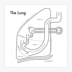 a diagram of the lung and its functions