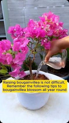 a person is pouring water into a potted plant with pink flowers in the background