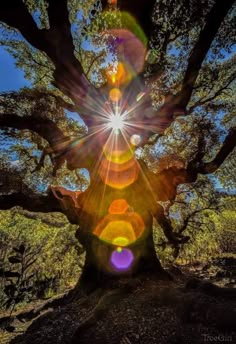 the sun shines brightly through an old tree