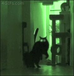 a black cat walking across a living room floor