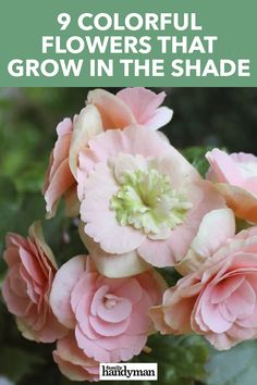 pink flowers with green leaves and text that reads, 9 colorful flowers that grow in the shade