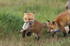 two foxes are running through the grass with a bird in its mouth and another one is eating