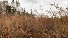 tall grass and weeds are growing on the side of a hill