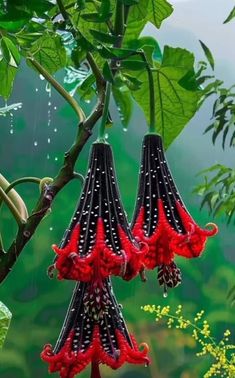 two red and black flowers hanging from a tree with green leaves in the back ground