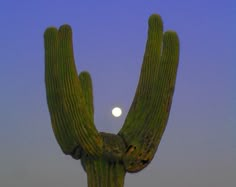 a large cactus with a full moon in the background