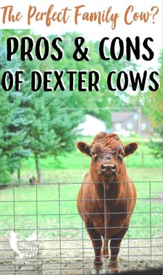 a brown cow behind a fence with the words pros and cons of dexter cows