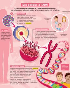 the diagram shows different types of human cells