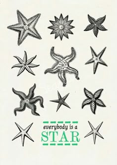 an image of starfishs in different sizes and colors with the words everybody is a star above them