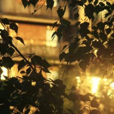 the sun shines through leaves in front of a building at sunset or sunrise time